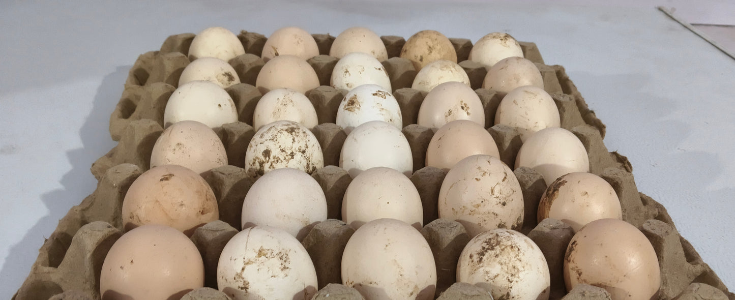 Free Range Desi Eggs | 20/- per piece
